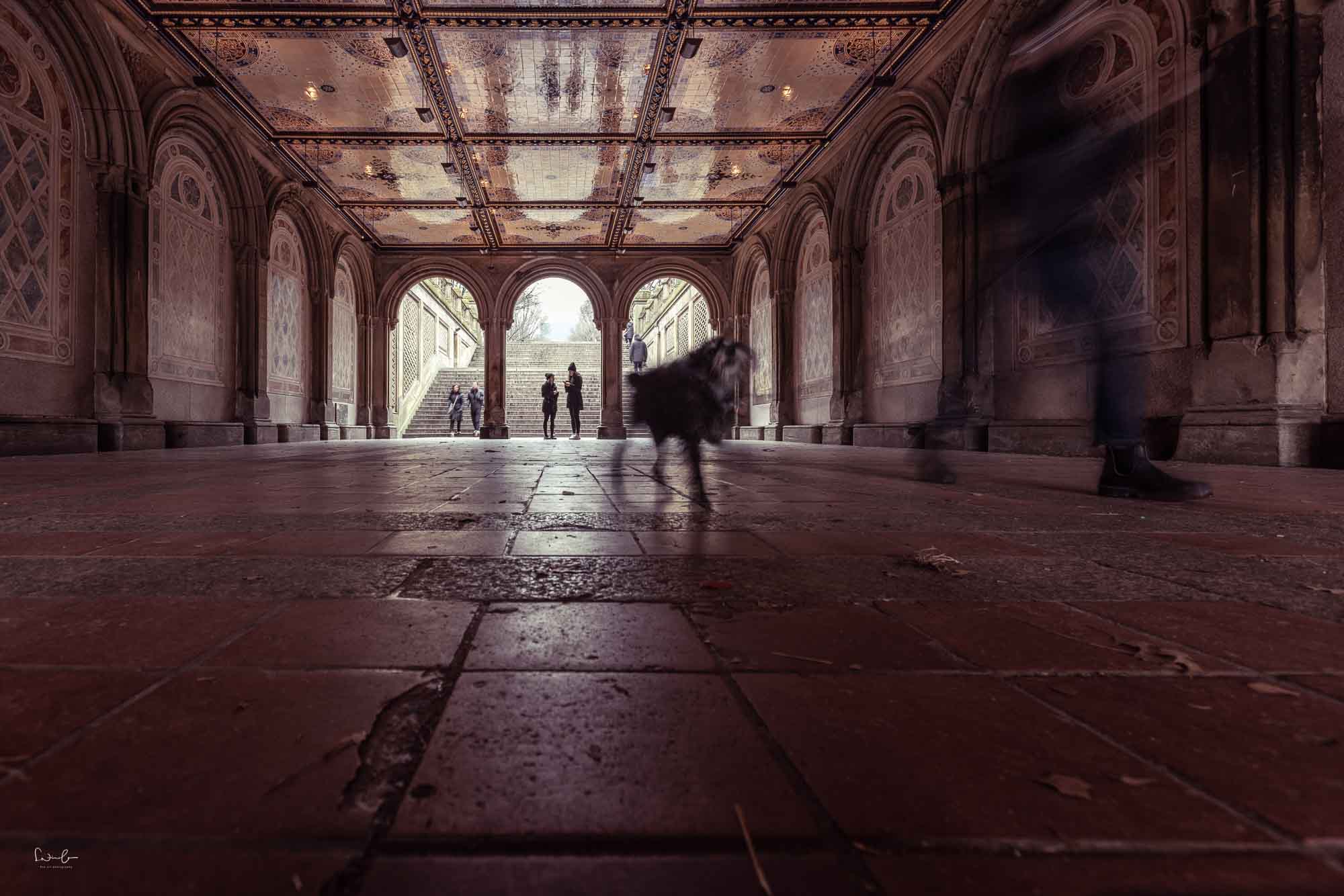 Bethesda Terrace New York Unterführung mit niedriger Kameraperspektive, Hund und Fußgänger wirken größer und dominanter im Bild.