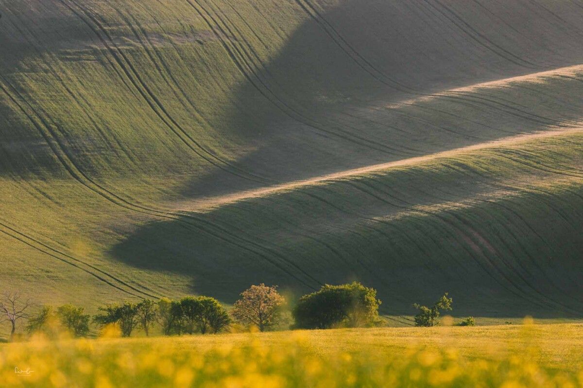 Rollende Hügel in gelb und grün mit licht und schatten