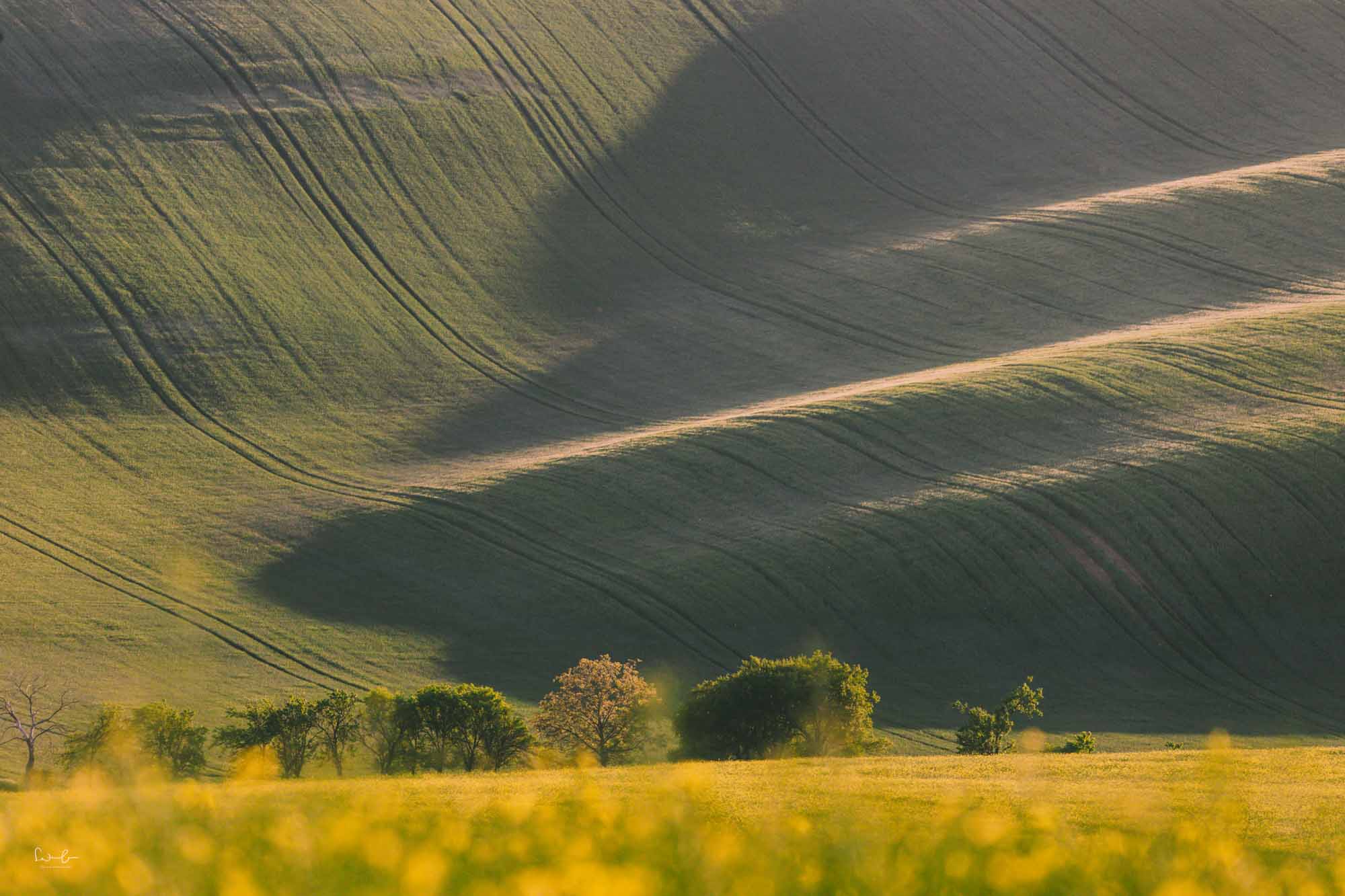 Hügelige Landschaft mit Licht und Schatten im Abendlicht, die Formen und Strukturen im Feld betonen.