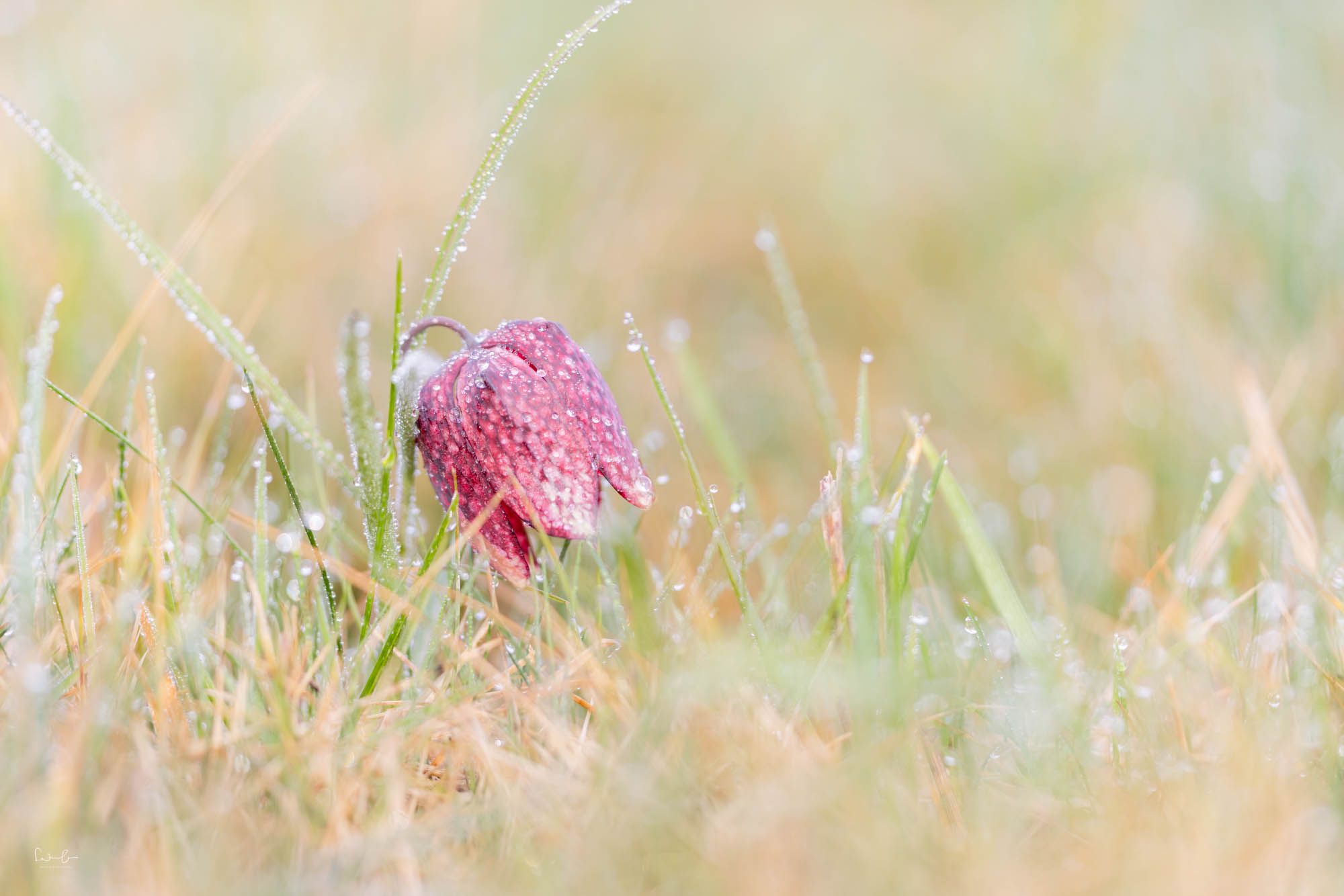 Schachbrettblume mit Tautropfen schön in Szene gesetzt, während Vordergrund und Hintergrund weich unscharf verschwimmen.