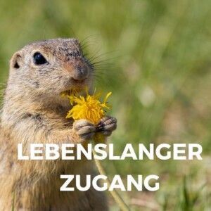 ziesel mit Blume zeigt lebenslangen Zugang zum kurs
