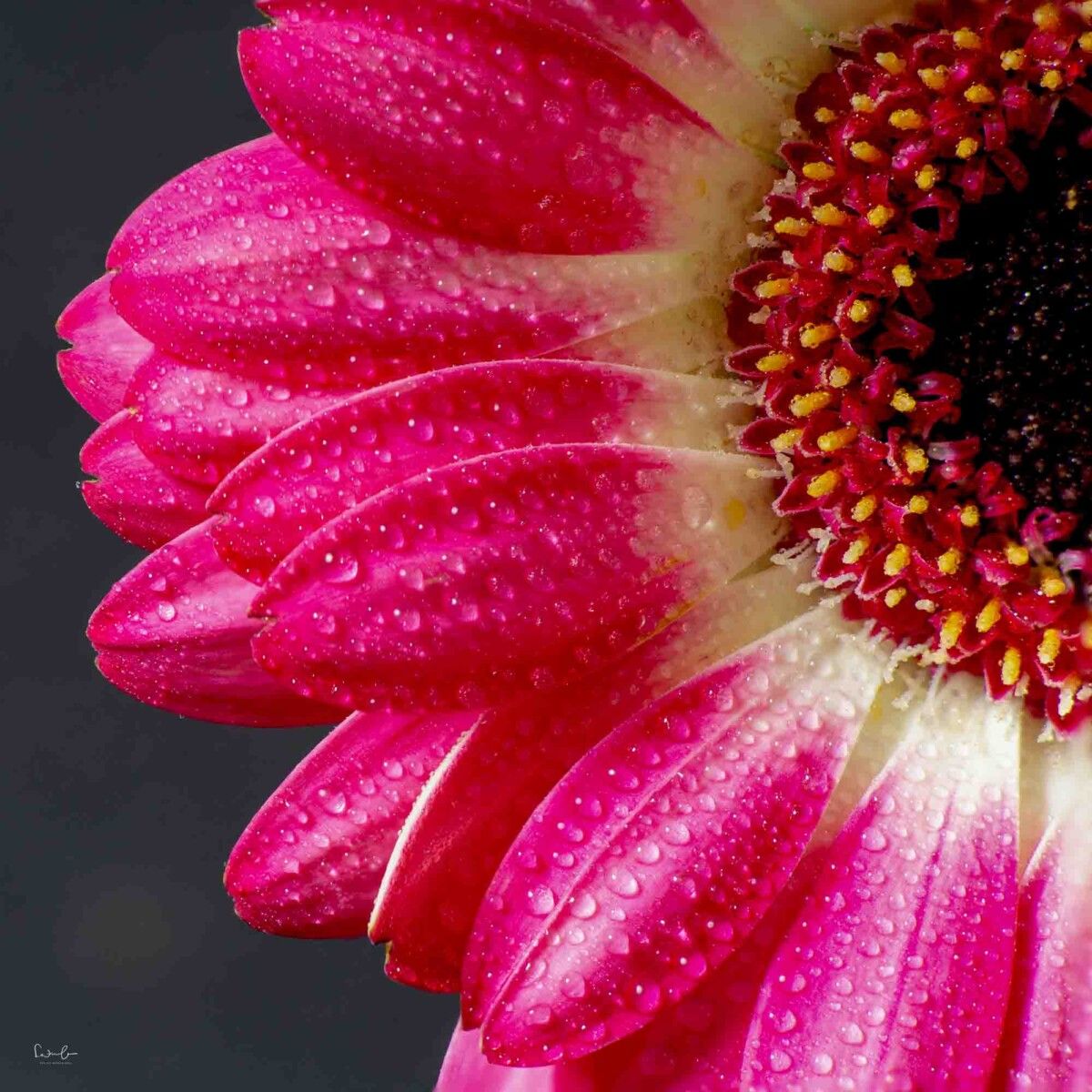 Gerbera mit Tropfen Fokus Stacking Aufnahme