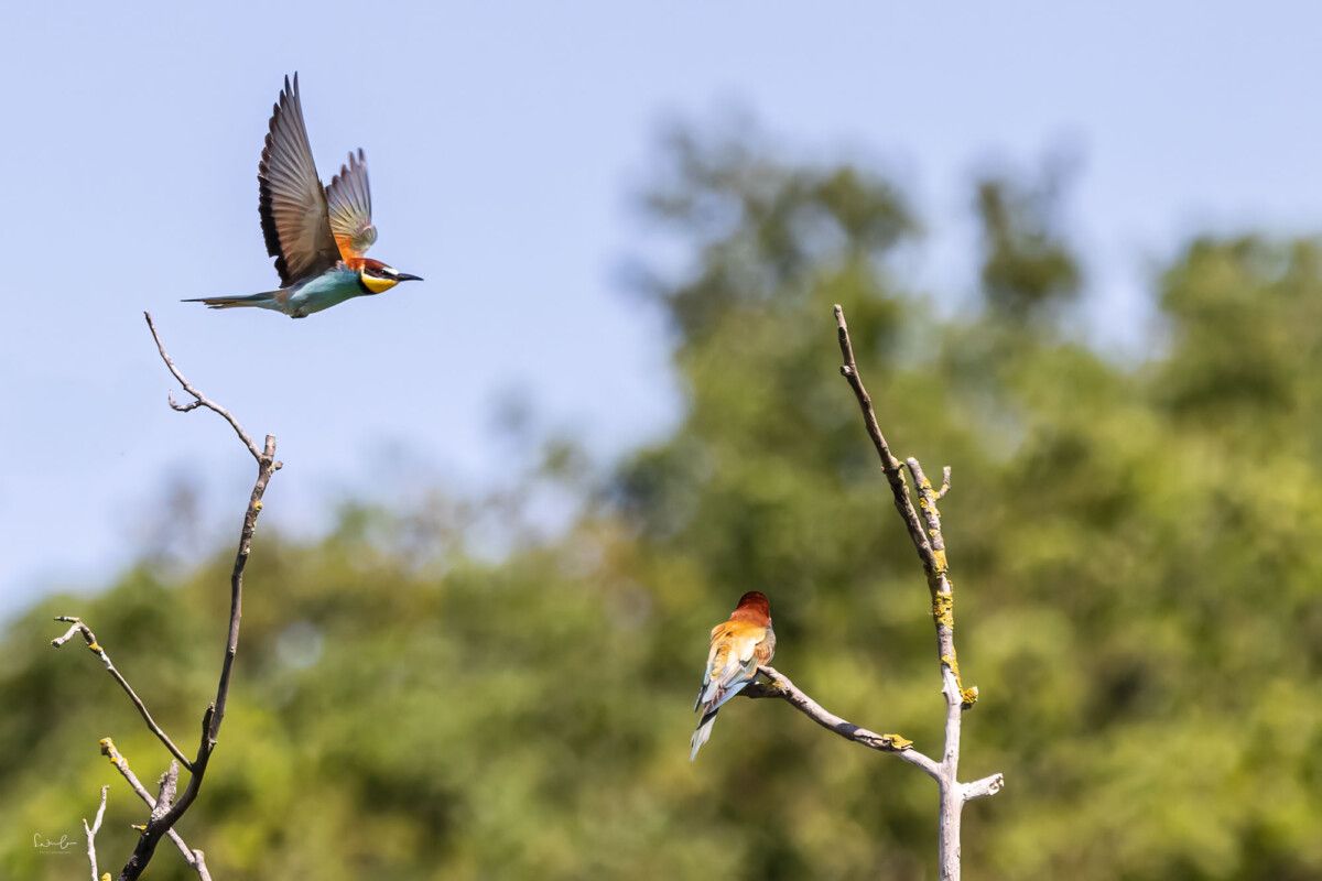 Bienenfresser im Flug