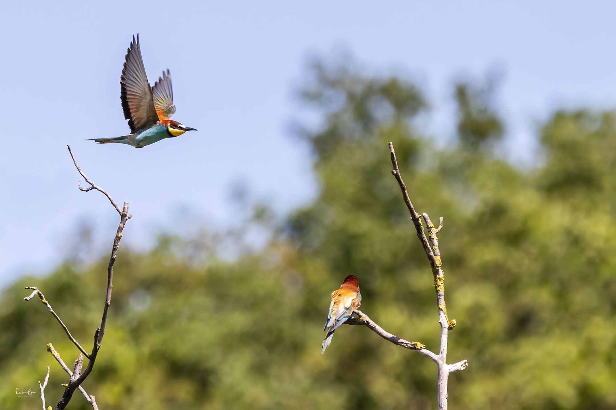 Bienenfresser im Flug. Kurze Verschlusszeit friert die Bewegung ein