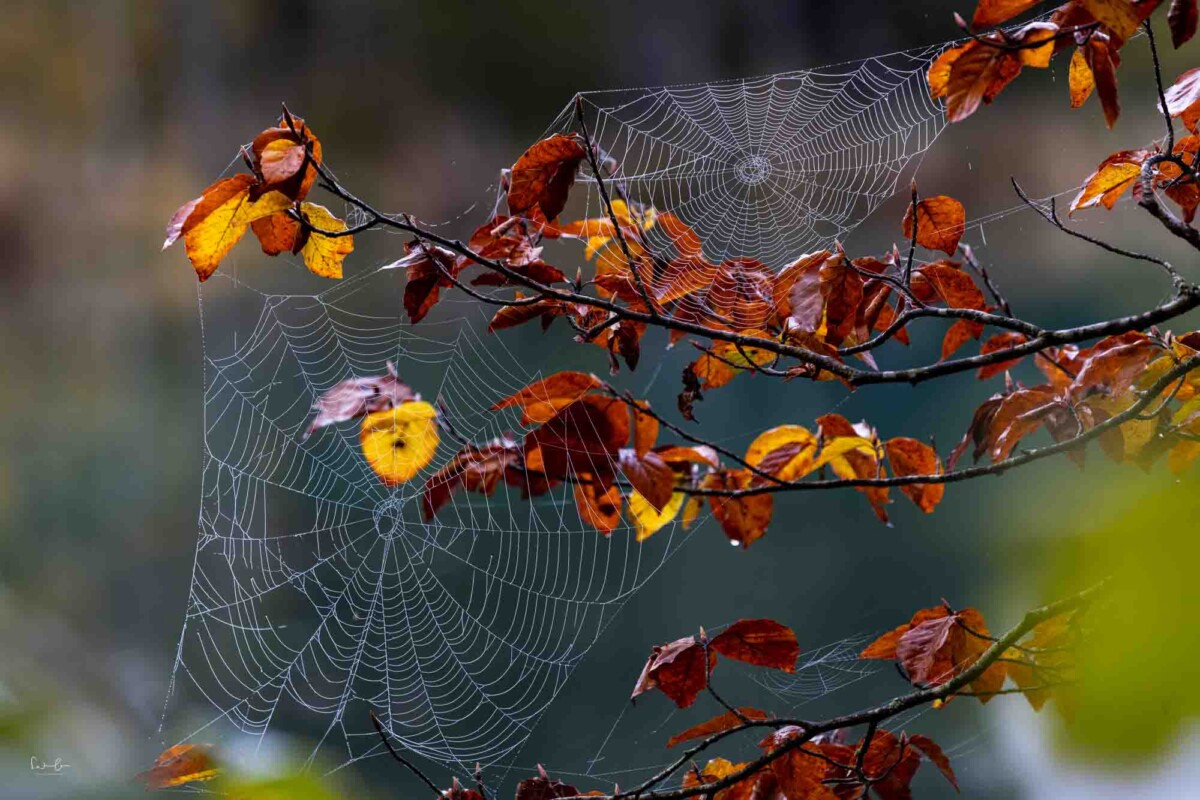 Spinnennetze fotografiert im herbst