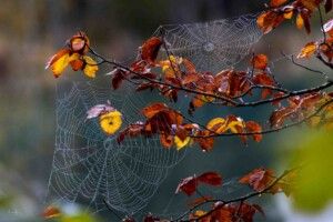 Spinnennetze fotografiert im herbst