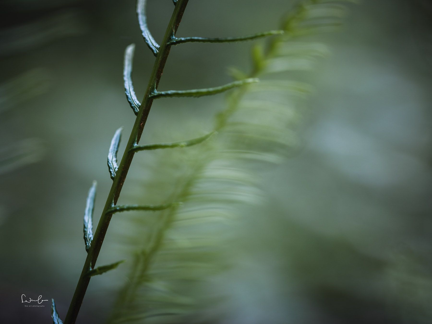 Farn und negativer Raum