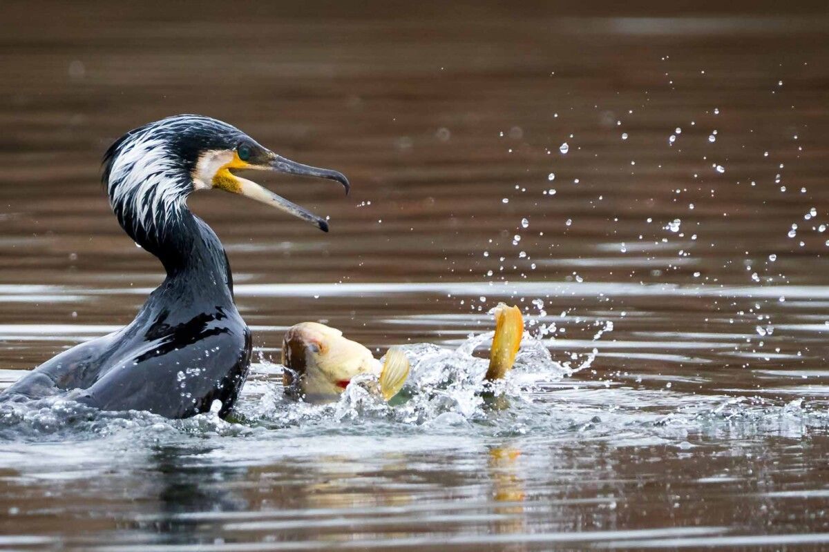 KOrmoran beim Fischen mit 600 mm Brennweite