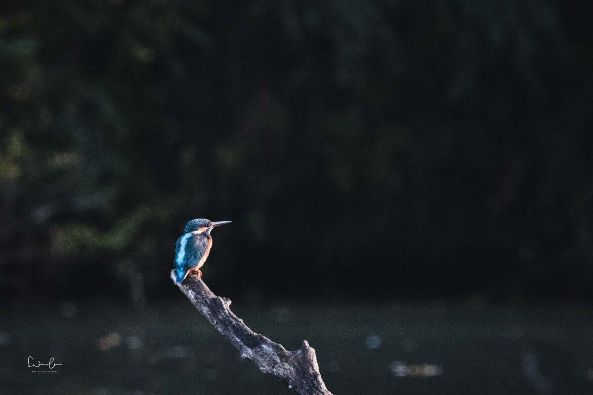 Eisvogel mit schönem Hintergrund als negativem RAum