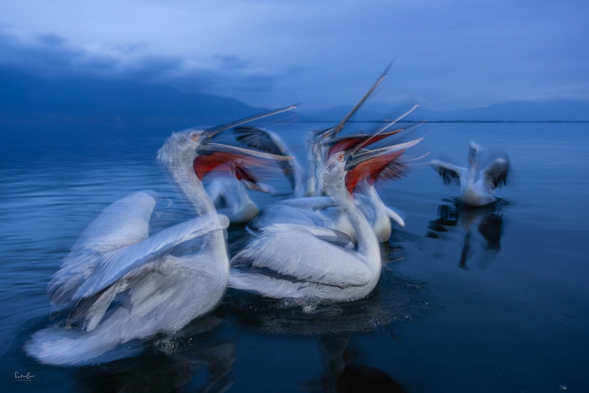 Pelikane warten auf den Fisch. Geistereffekt im Bild