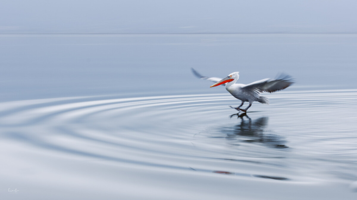 Pelikan bei der Landung mit langer Verschlusszeit fotografiert