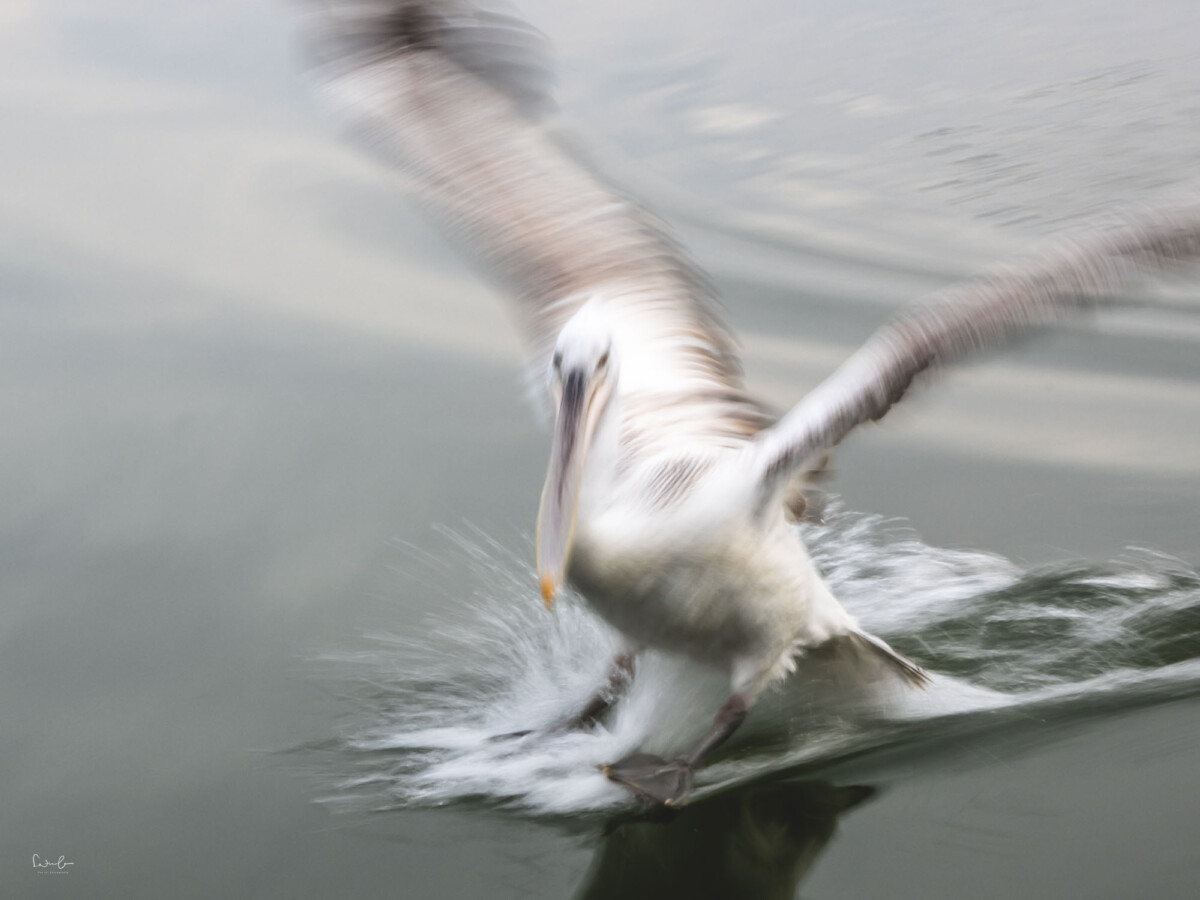 Pelikan bei der Landung mit langer Verschlusszeit fotografiert