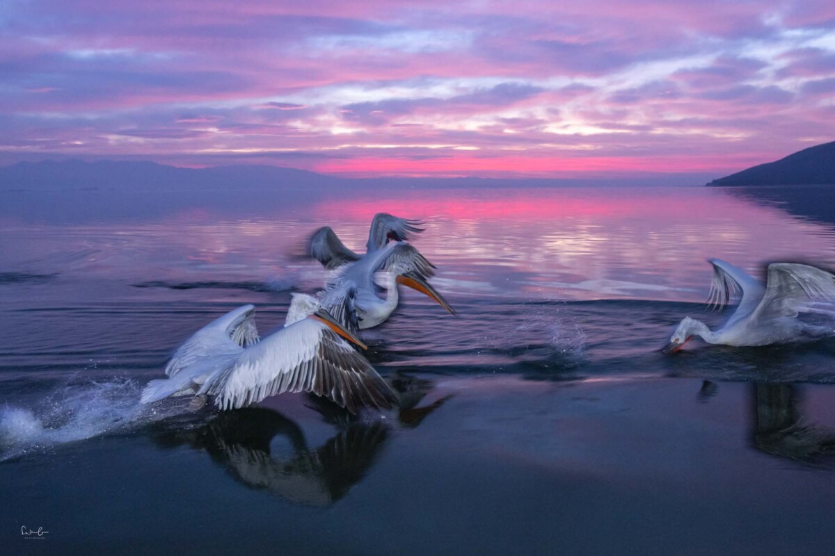 Pelikane fangen den Fisch. Fotografiert mit Blitz und langer Verschlusszeit