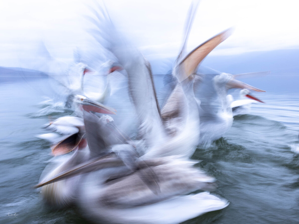 Pelikane warten auf den Fisch. Fotografiert mit langer Verschlusszeit
