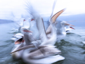 Pelikane warten auf den Fisch. Fotografiert mit langer Verschlusszeit