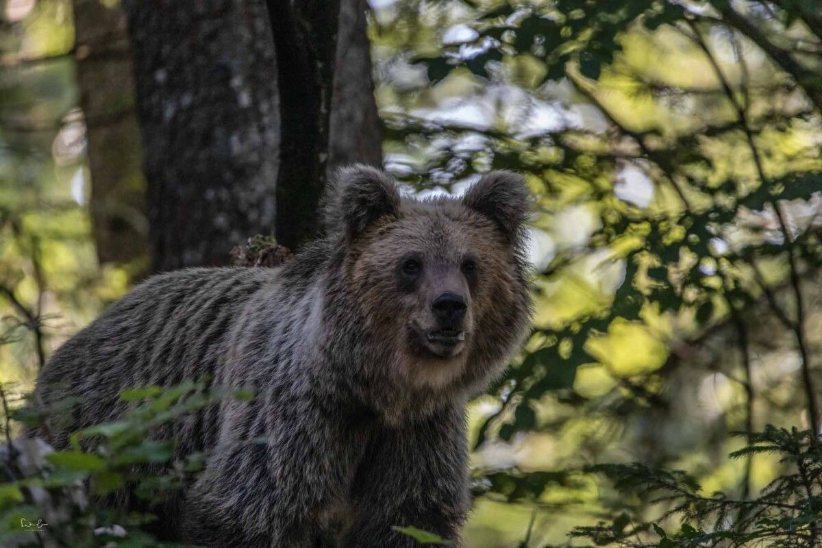 Bär mit ISO 6400 fotografiert, mit Topaz entrauscht