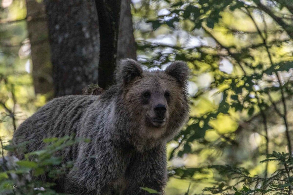 Bär mit ISO 6400 fotografiert, zeigt deutliches Bildrauschen