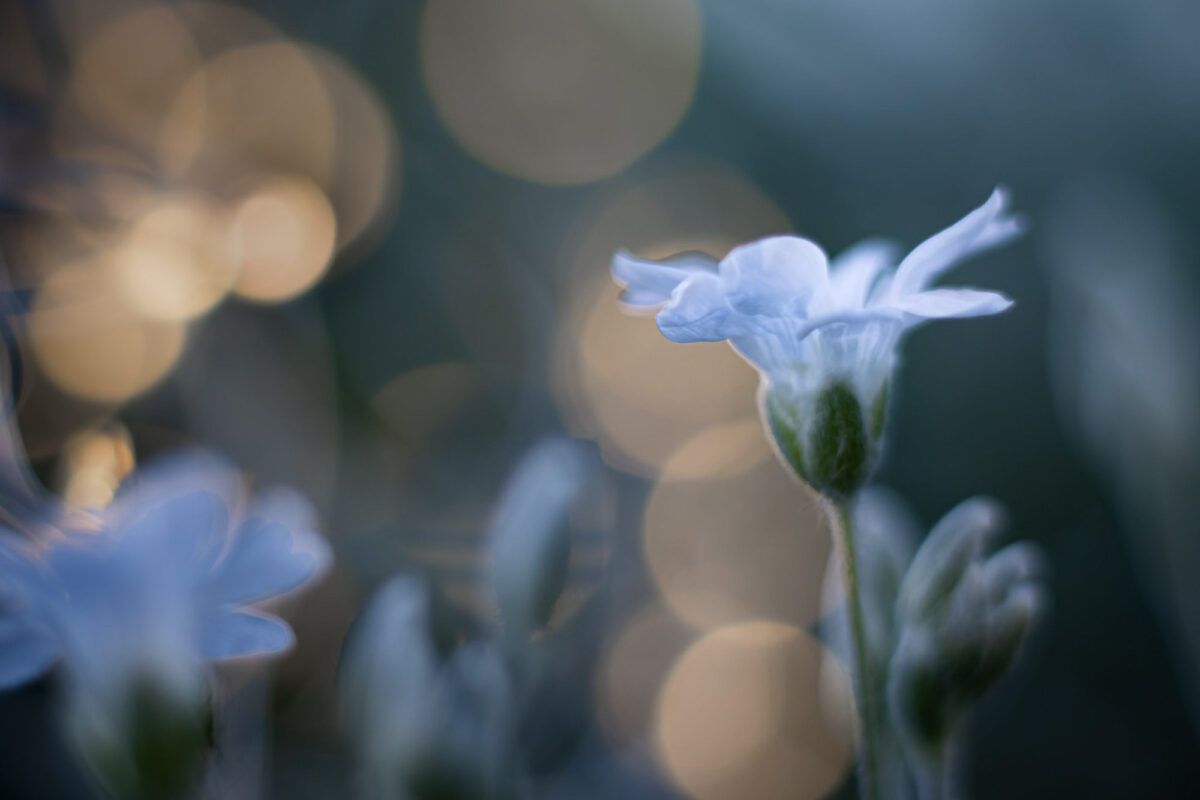 Jeannette Laemmchen zarte blüten