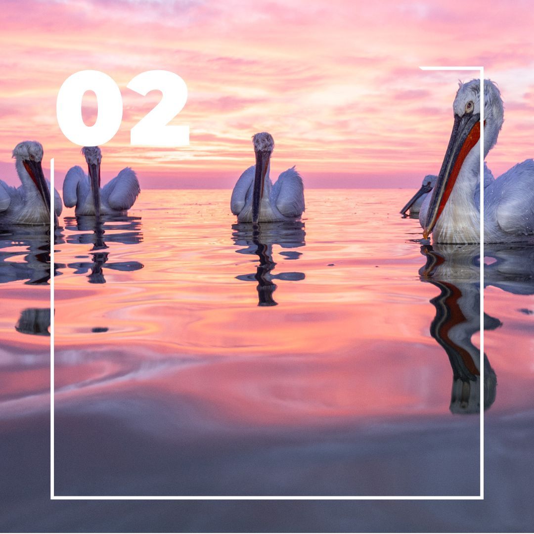 Pinguine bei Sonnenuntergang