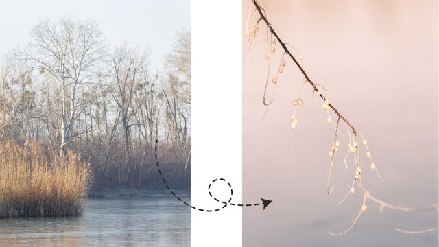 Baum und wunderschöner Ast