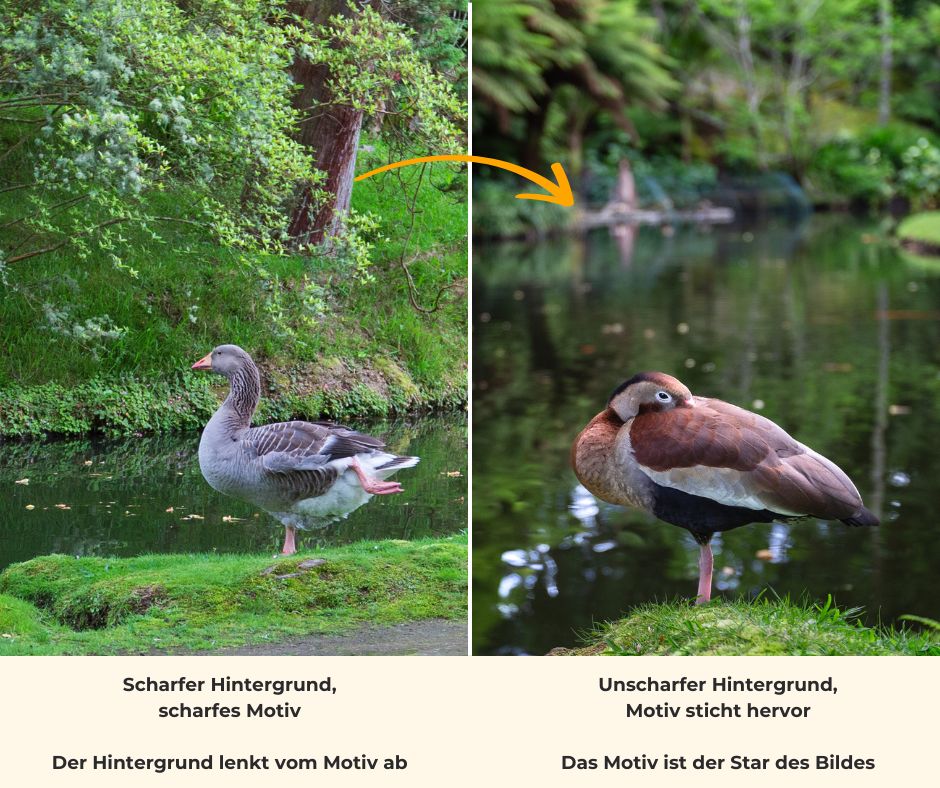 Vergleich Ente einmal mit unscharfem Hintergrund und einmal mit scharfem Hintergrund