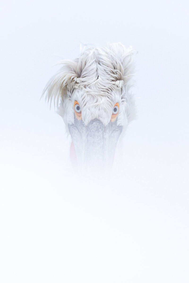 Pelikan Porträt high key