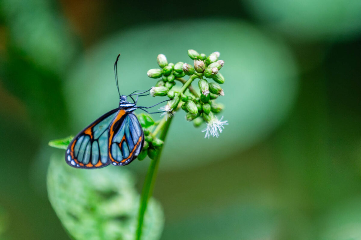 Schmetterling mit blau-transparenten und orange-schwarzen Flügeln sitzt auf einer kleinen Blütenknospe, der Hintergrund ist durch eine offene Blende in ein weiches Grün aufgelöst – ein Beispiel dafür, wie du mit der Blende gezielt den Fokus auf dein Motiv lenkst.