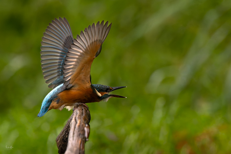Eisvogel auf einem Ast mit ausgebreiteten Flügeln, gestochen scharf aufgenommen vor unscharfem grünem Hintergrund