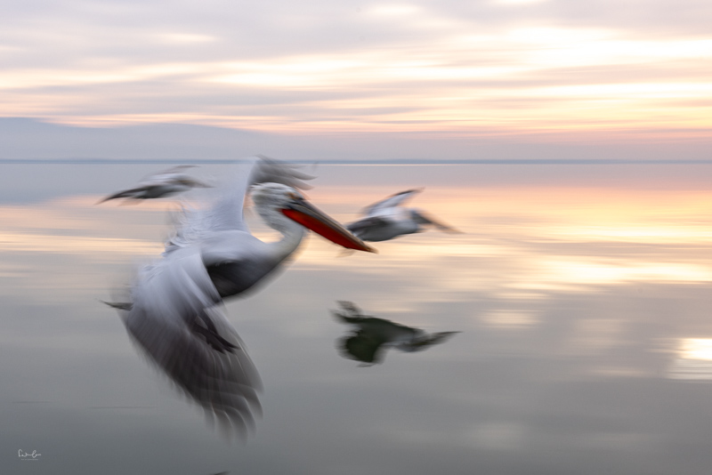 Pelikan im Flug bei weichem Morgenlicht, absichtlich mit langer Verschlusszeit verwischt, vor ruhigem Wasser und pastellfarbenem Himmel