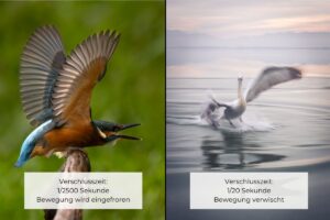 Zwei Vogelfotos im Vergleich: links scharf eingefrorene Bewegung bei 1/2500 Sekunde, rechts verwischte Bewegung bei 1/20 Sekunde