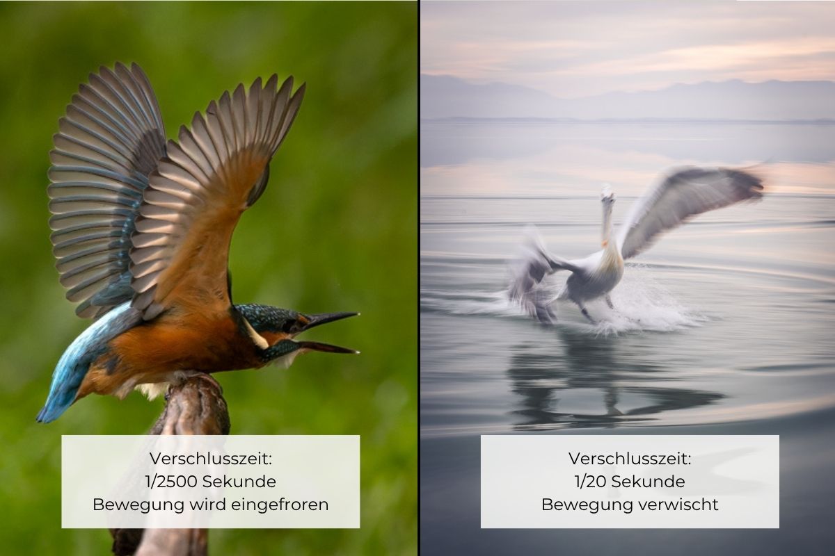 Zwei Vogelfotos im Vergleich: links scharf eingefrorene Bewegung bei 1/2500 Sekunde, rechts verwischte Bewegung bei 1/20 Sekunde