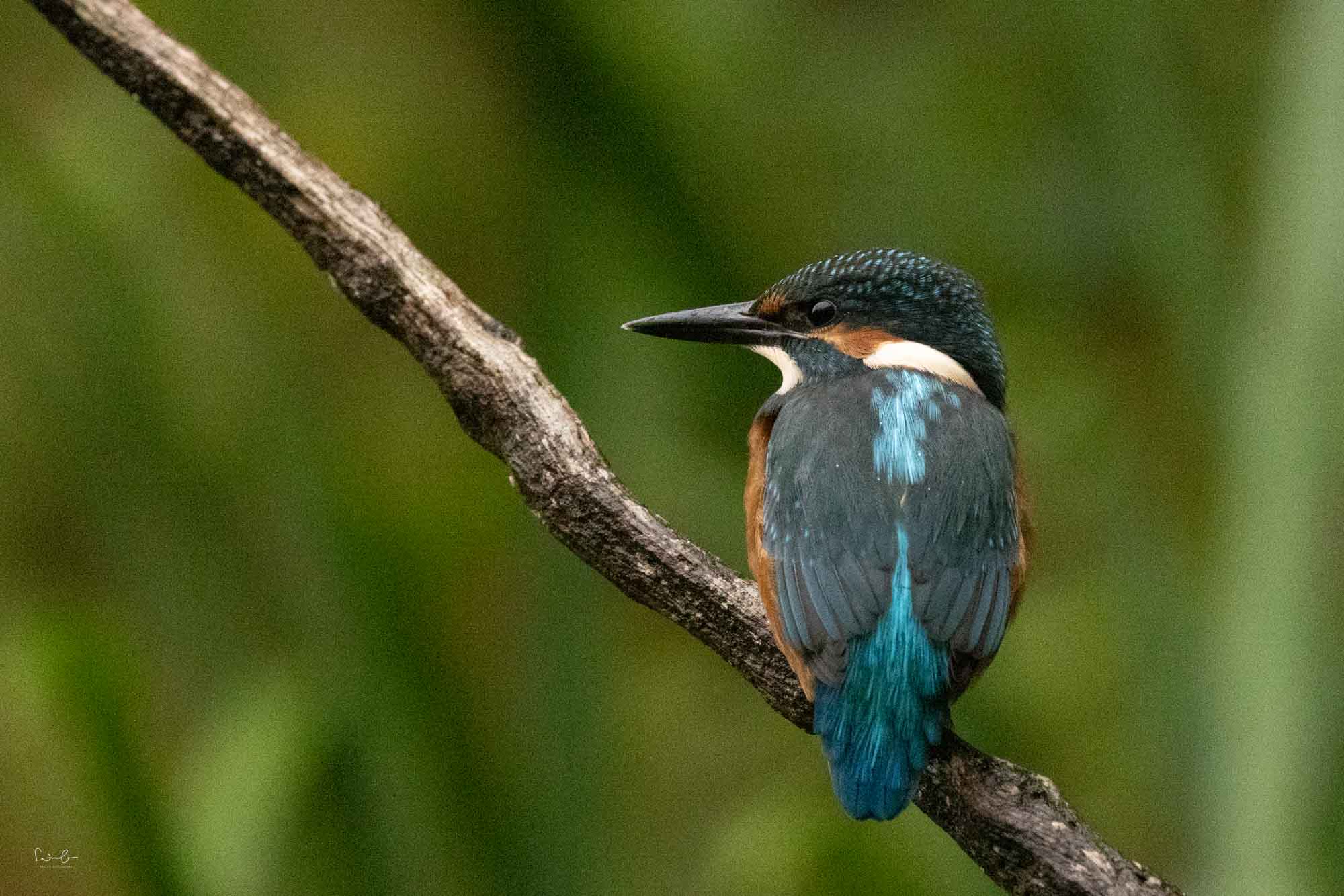 Eisvogel mit ISO 12800 fotografiert
