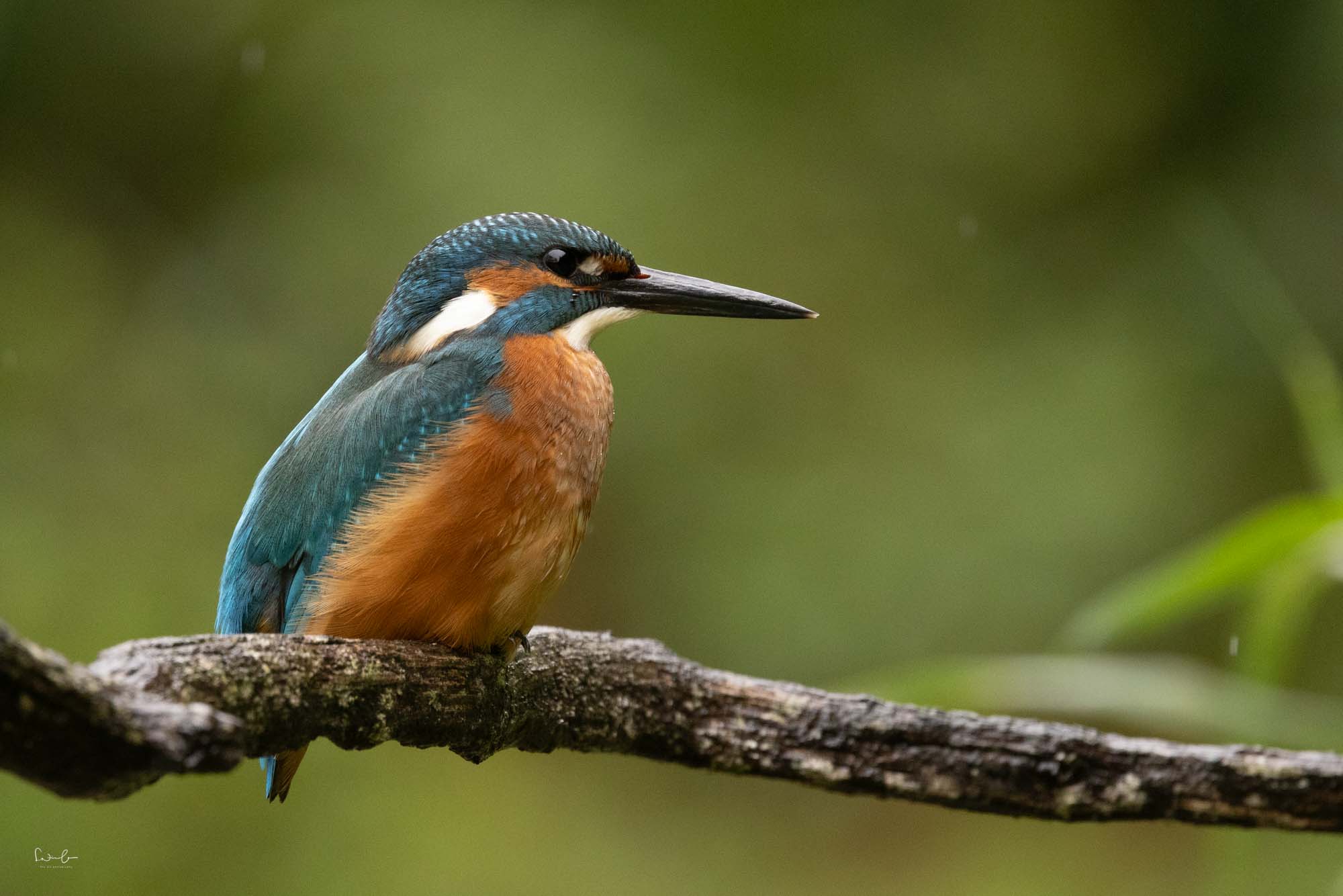 Eisvogel mit ISO 2500 fotografiert