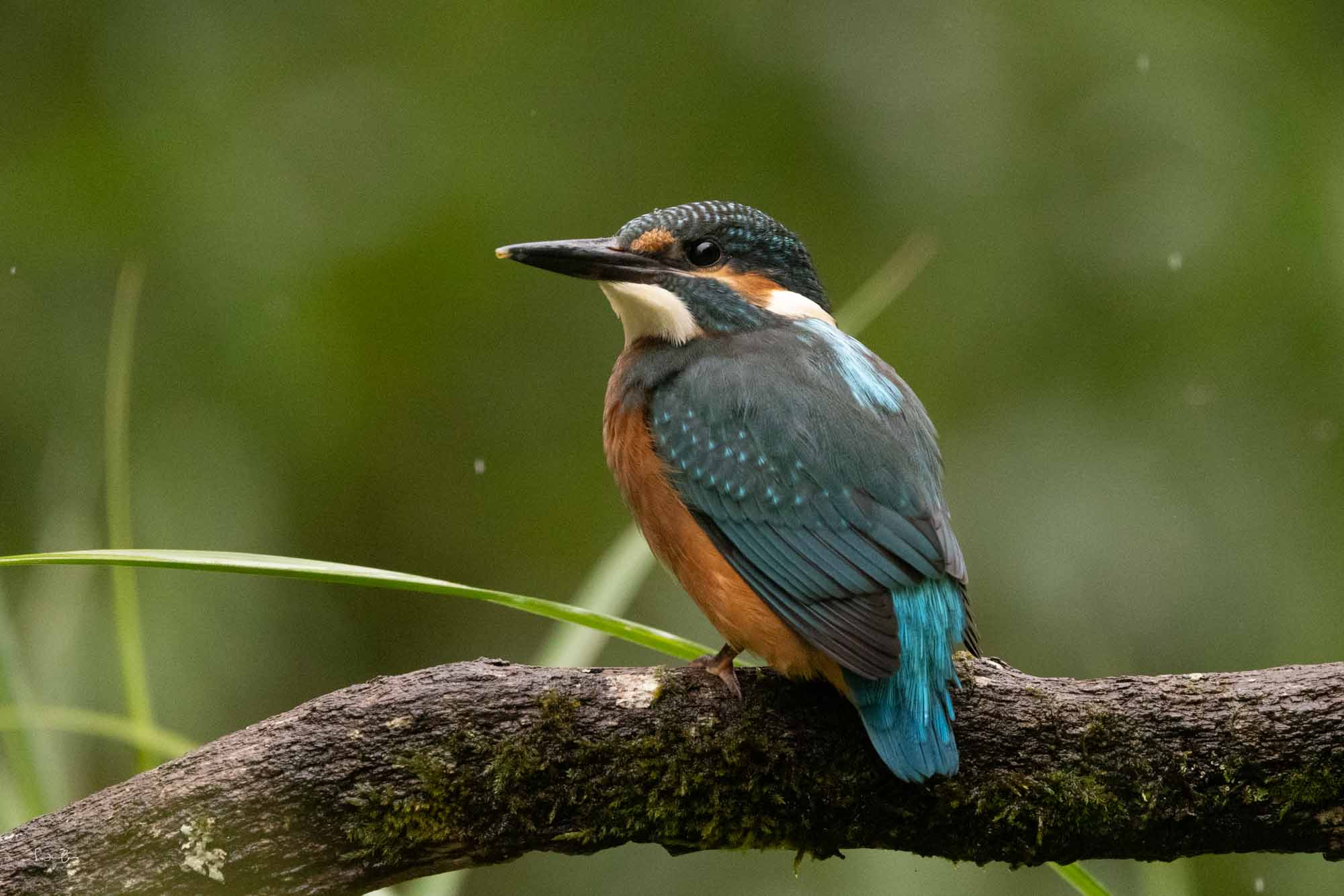Eisvogel mit ISO 6400 fotografiert