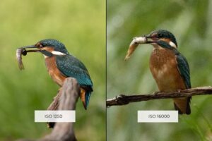 Vergleich eines Eisvogels bei ISO 1250 und ISO 16000. Links wirkt das Bild sauberer und detailreicher, rechts ist deutlich mehr Bildrauschen sichtbar.