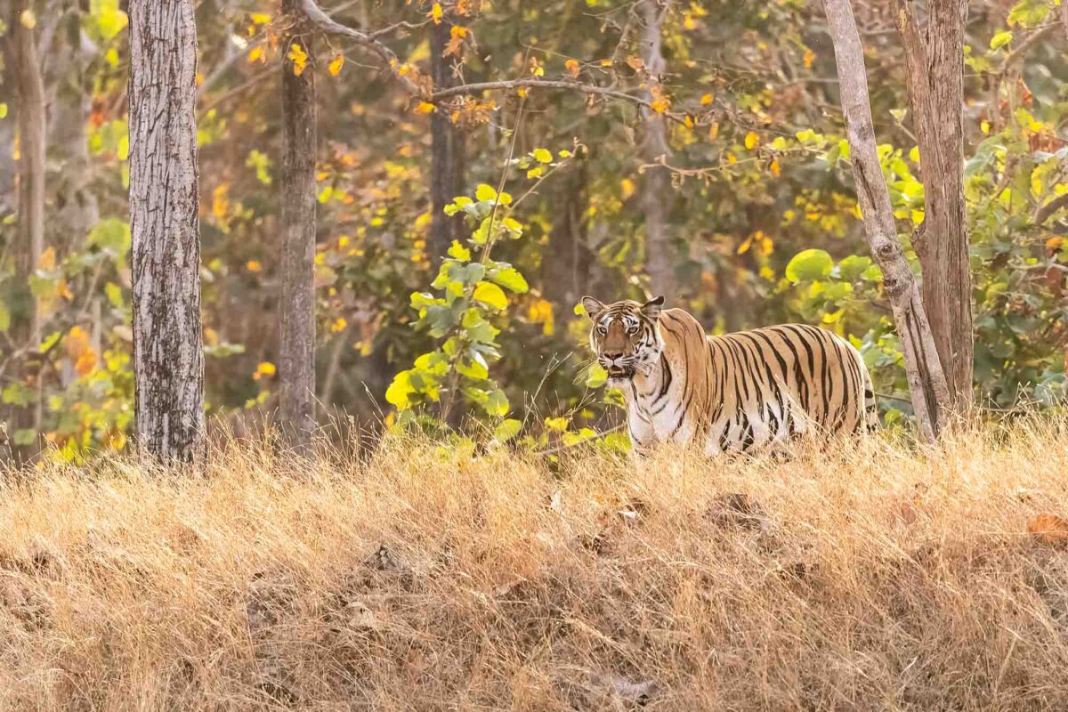 Bengalischer Tiger gesichtet auf der Fotoreise Indien