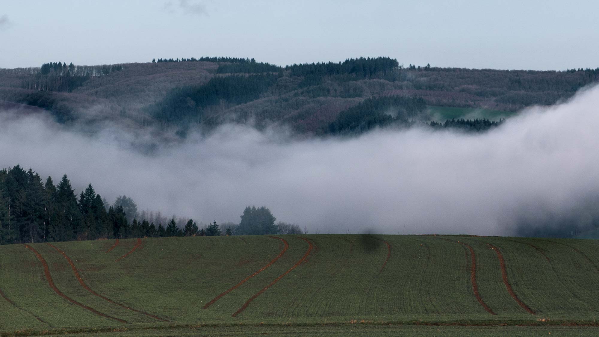 Bearbeitetes Landschaftsfoto mit Nebel, Kontraste zwischen Wald und Nebel verstärkt