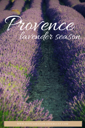 Provence lavender season